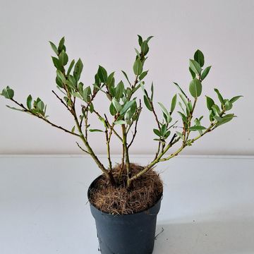 Salix hastata 'Wehrhahnii'