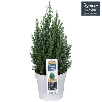 Juniperus chinensis 'Stricta'
