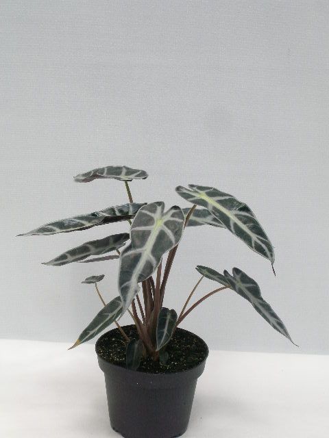 Alocasia BAMBINO