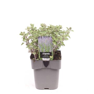 Nepeta 'Six Hills Giant'