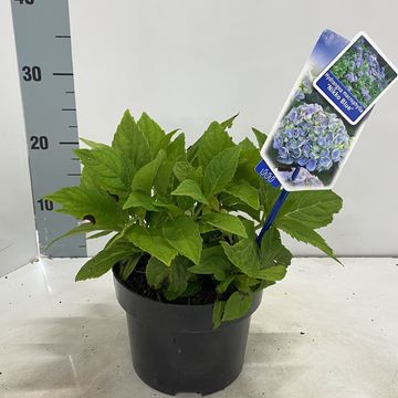 Hydrangea macrophylla 'Nikko Blue'