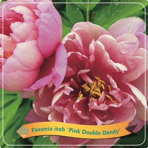 Пион 'Pink Double Dandy'