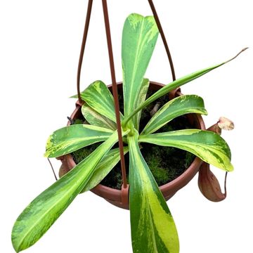Nepenthes alata 'Aurea'