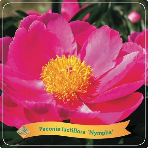 Paeonia 'Nymphe'