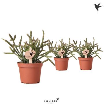 Rhipsalis burchellii