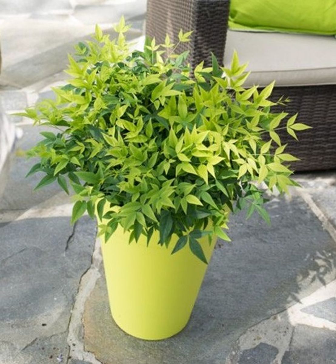 Acheter Plante Nandina Lemon Lime Exterieur Pot 17cm Hauteur 45cm