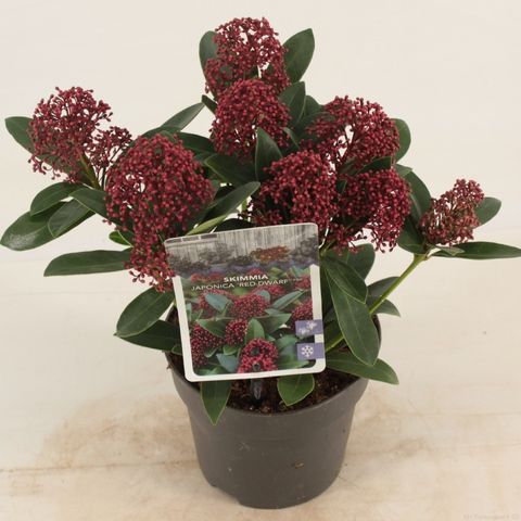 Skimmia japonica PINK DWARF