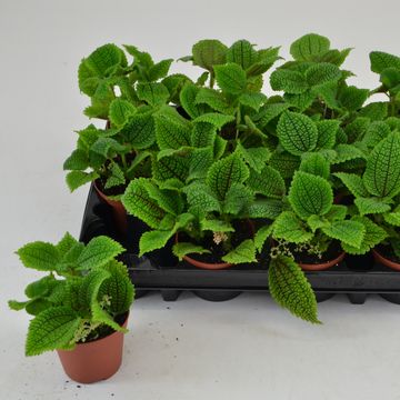 Pilea mollis 'Moon Valley'