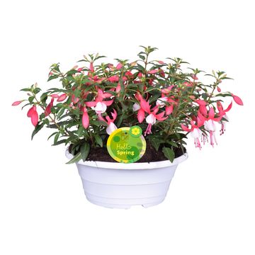 Fuchsia BELLA MIX