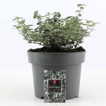 Euonymus fortunei 'Emerald Gaiety'