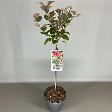 Malus transitoria APPLETINI