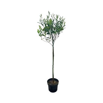 Ilex aquifolium 'Alaska'
