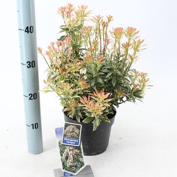 Pieris japonica 'Вариегата'