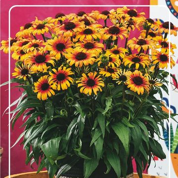 Echinacea SOMBRERO SPECIAL YELLOW RED IMPR