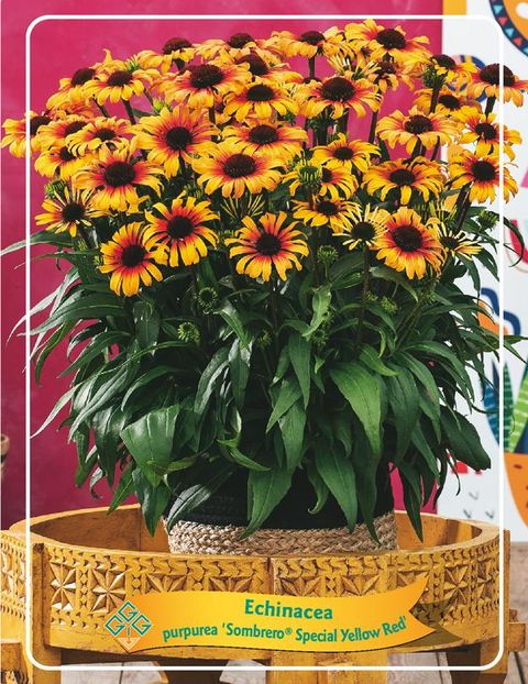 Echinacea SOMBRERO SPECIAL YELLOW RED IMPR