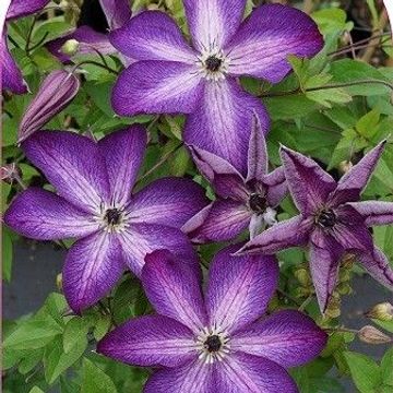 Clematis 'Venosa Violacea' (Vt)