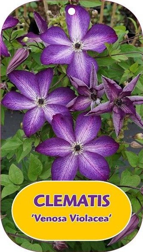 Clematis 'Venosa Violacea' (Vt)
