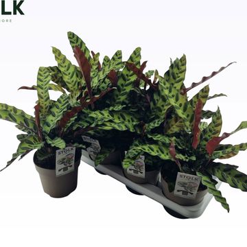 Calathea lancifolia 'Insigne'