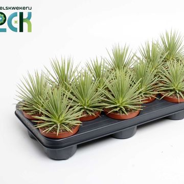 Agave stricta 'Nana'