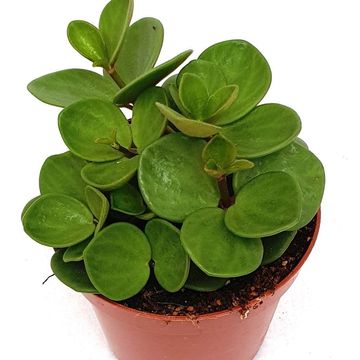 Peperomia tetraphylla 'Hope'
