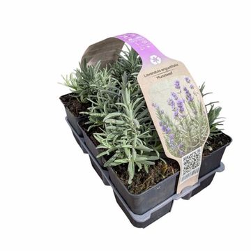 Lavandula angustifolia 'Munstead'