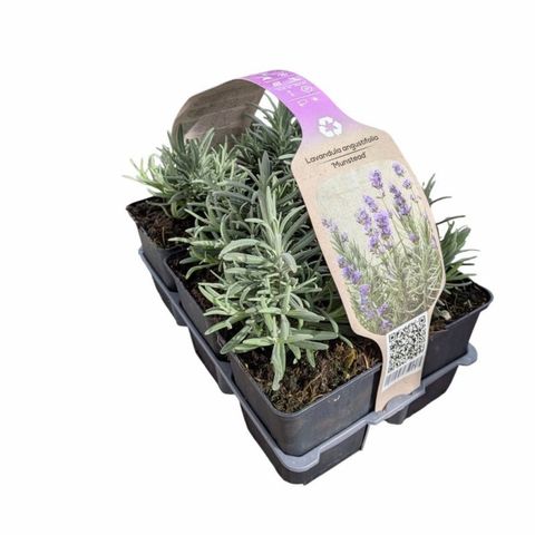 Lavandula angustifolia 'Munstead'