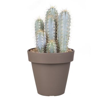 Pilosocereus azureus
