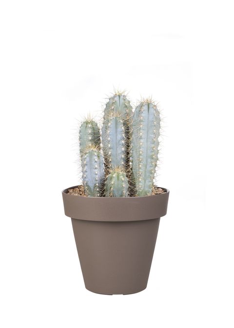 Pilosocereus azureus