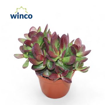 Crassula nudicaulis platyphylla 'Burgundy'