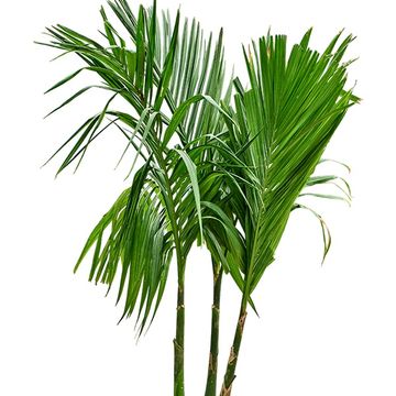 Areca catechu