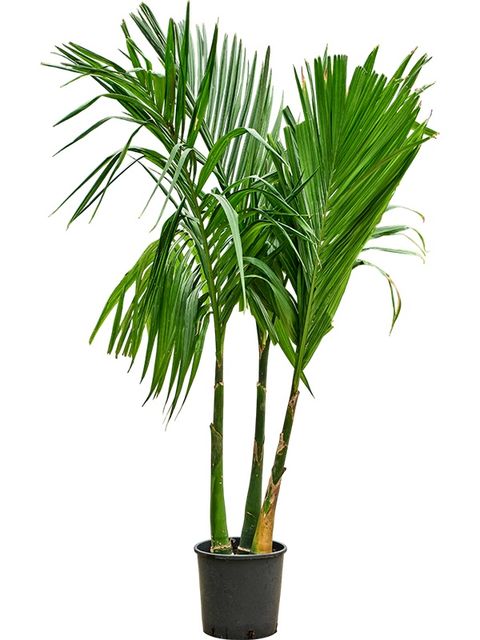 Areca catechu