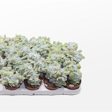 Echeveria pulvinata 'Frosty Cristata'