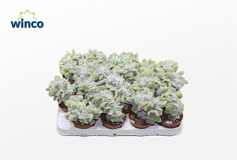 Echeveria pulvinata 'Frosty Cristata'