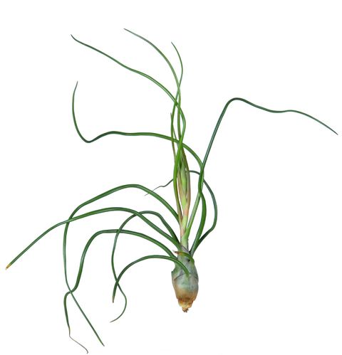Tillandsia bulbosa (Corsa plant)