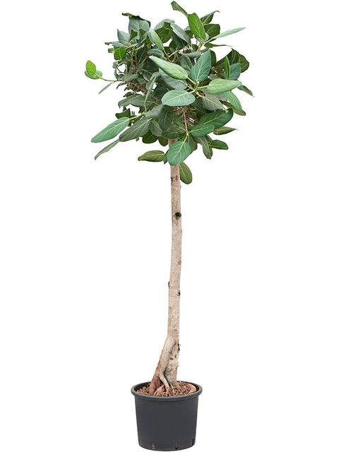 Ficus benghalensis 'Audrey'