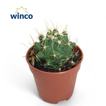 Thelocactus rinconensis nidulans