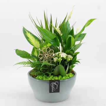 Järjestelyt Houseplants