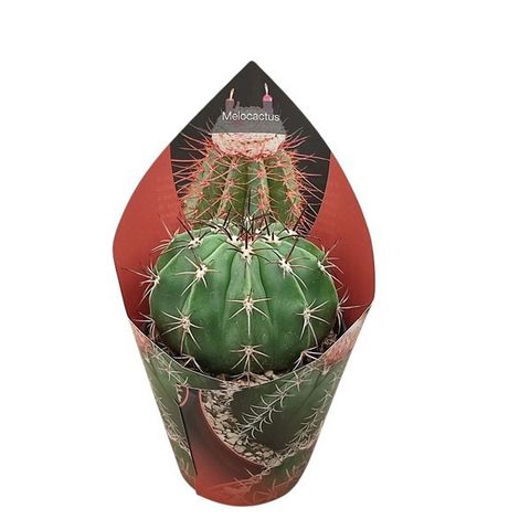 Melocactus concinnus