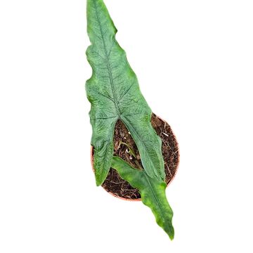 Alocasia SABRINA NARROW