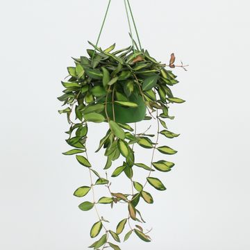 Hoya burtoniae 'Variegata'