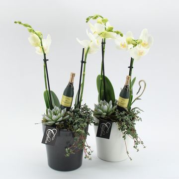 Arrangement New Year