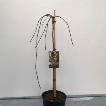 Laburnum alpinum 'Pendulum'