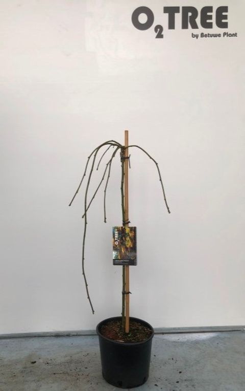 Laburnum alpinum 'Pendulum'