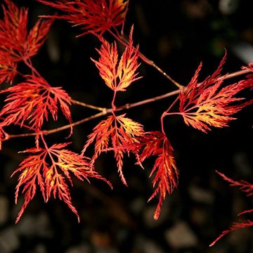 Acer palmatum 'Emerald Lace'