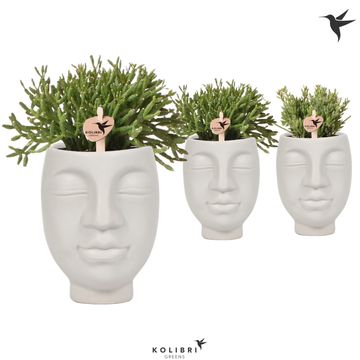 Rhipsalis MIX