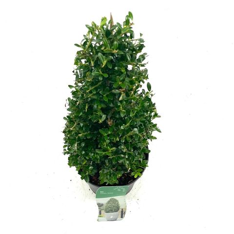 Ilex crenata 'Stokes'