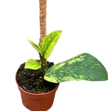 Rhaphidophora elliptica 'Aurea'