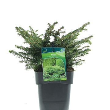 Picea abies 'Нидиформис'