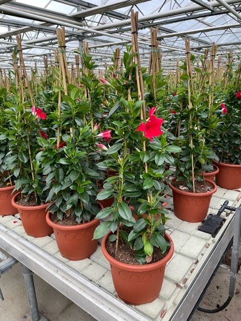 Mandevilla SUMMERSTAR RED