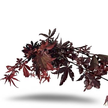 Acer palmatum 'Skeeter's Broom'